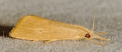 Eoreuma densellus