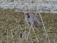 Ardea purpurea