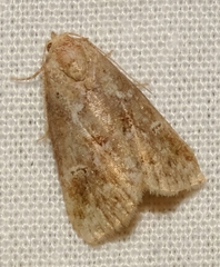 Hyperstrotia pervertens