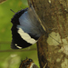 Large Blue Charaxes - Photo (c) Seth Musker, some rights reserved (CC BY), uploaded by Seth Musker