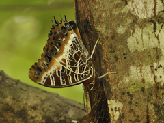 Charaxes pollux