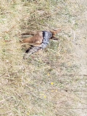 Lupulella mesomelas schmidti