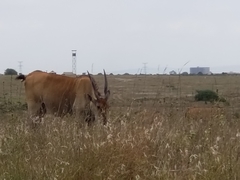 Tragelaphus oryx pattersonianus