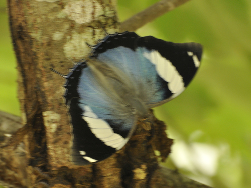 Large Blue Charaxes
