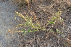 Amaranthus dubius