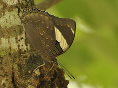Charaxes bohemani