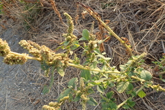 Amaranthus dubius