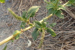 Amaranthus dubius