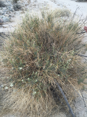 Lepidium fremontii