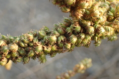 Amaranthus dubius