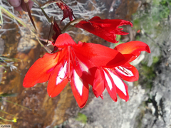 Gladiolus cardinalis