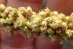 Amaranthus dubius