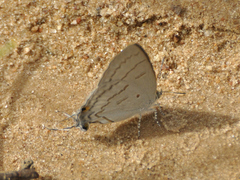 Hypolycaena philippus