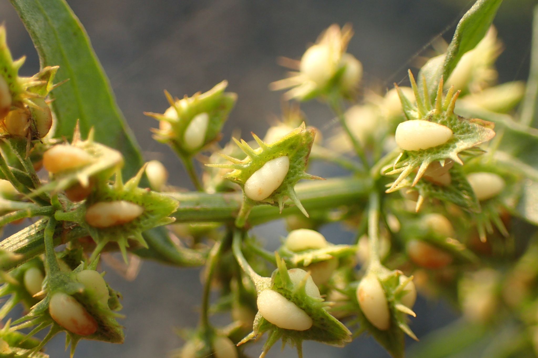 Rumex dentatus