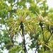 Dracophyllum latifolium - Photo 由 Jacqui Geux 所上傳的 (c) Jacqui Geux，保留部份權利CC BY