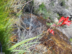 Gladiolus cardinalis
