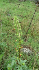 Scrophularia rubricaulis