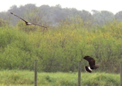 Rostrhamus sociabilis plumbeus