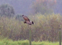 Rostrhamus sociabilis plumbeus