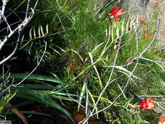 Gladiolus cardinalis