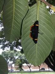 Riodina lycisca