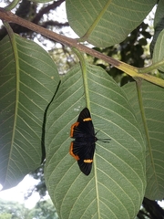 Riodina lycisca