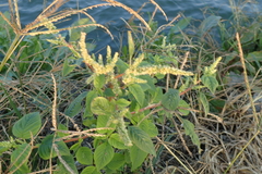 Amaranthus dubius
