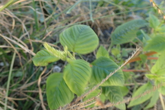 Amaranthus dubius