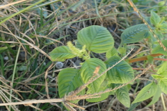 Amaranthus dubius
