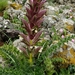 Acanthus syriacus - Photo (c) עומר וינר, some rights reserved (CC BY-NC), uploaded by עומר וינר