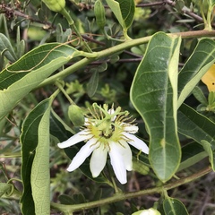 Passiflora haematostigma