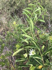Passiflora haematostigma