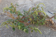 Amaranthus dubius