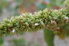 Amaranthus dubius