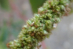 Amaranthus dubius