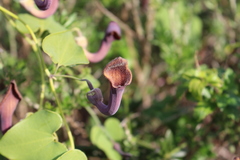 Aristolochia baetica