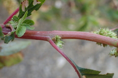 Amaranthus dubius