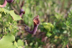 Aristolochia baetica
