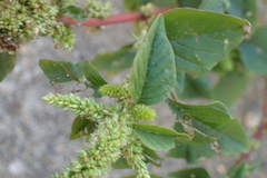 Amaranthus dubius