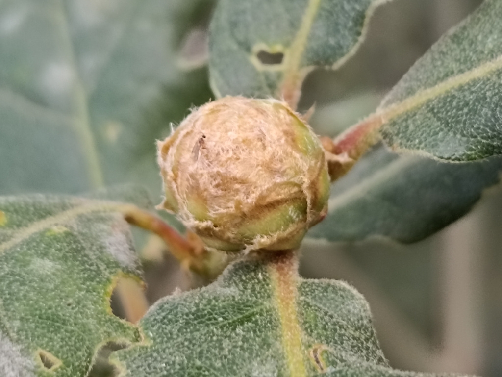 Arnoldiola gemmae