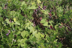 Aristolochia baetica