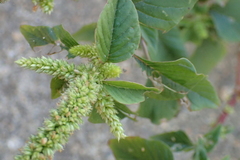 Amaranthus dubius