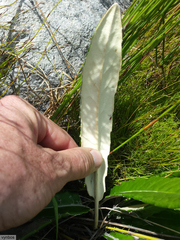 Gerbera tomentosa