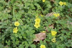 Oxalis pes-caprae