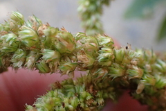 Amaranthus dubius