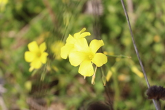 Oxalis pes-caprae