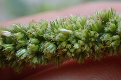 Amaranthus dubius