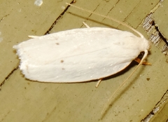 Antaeotricha albulella