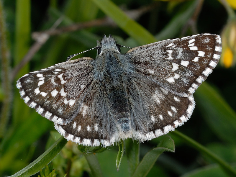 Safflower Skipper