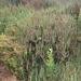 Salicornia neei - Photo (c) Amelia Ryan, algunos derechos reservados (CC BY-NC), uploaded by Amelia Ryan